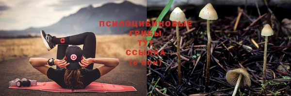 СК Щигры